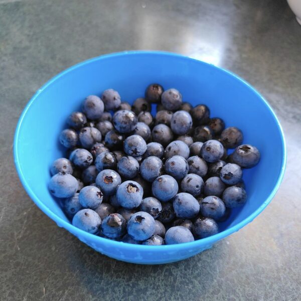 Our Harvest