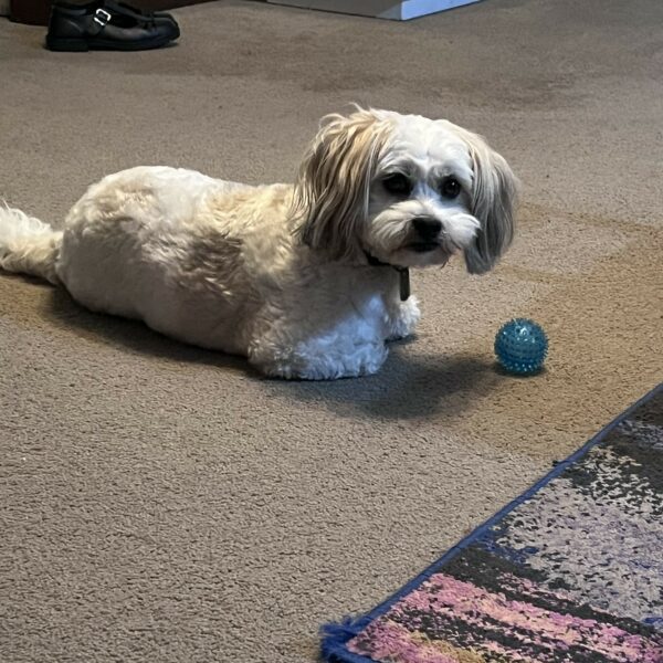 Harvey!